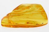 Fossil Daddy Long-Leg, True Midge, and Springtail in Baltic Amber #367455-1